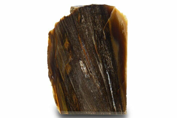 Colorful Polished Petrified Wood Stand Up - Utah #303000